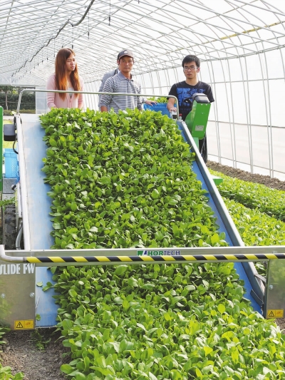 鸡毛菜收获机械在沪试验成功